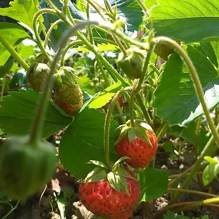 Ferienhaus Kuca Za Odmor Lujzijana
